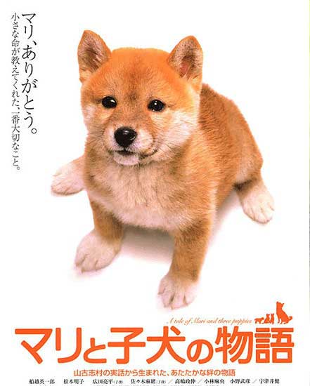 猪股隆一佐佐木麻绪剧情片《爱犬的奇迹》