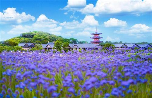 机票变门票，无锡必打卡地拈花湾花海盛宴邀您畅享