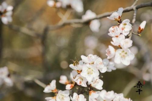  龙藤祈新·春山可望|长城桑干酒庄展藤节，携春而来