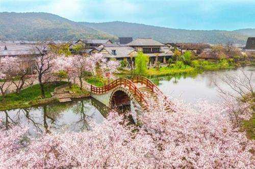 拈花湾花朝节：许你满城花开，共赴一场春日盛宴 