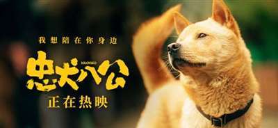 中国版《忠犬八公》全新特辑曝光 狗狗主演竟是流浪狗