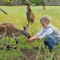 弗法纳·班加利